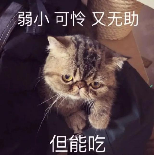 最新研究:长胖真的会让人变傻!