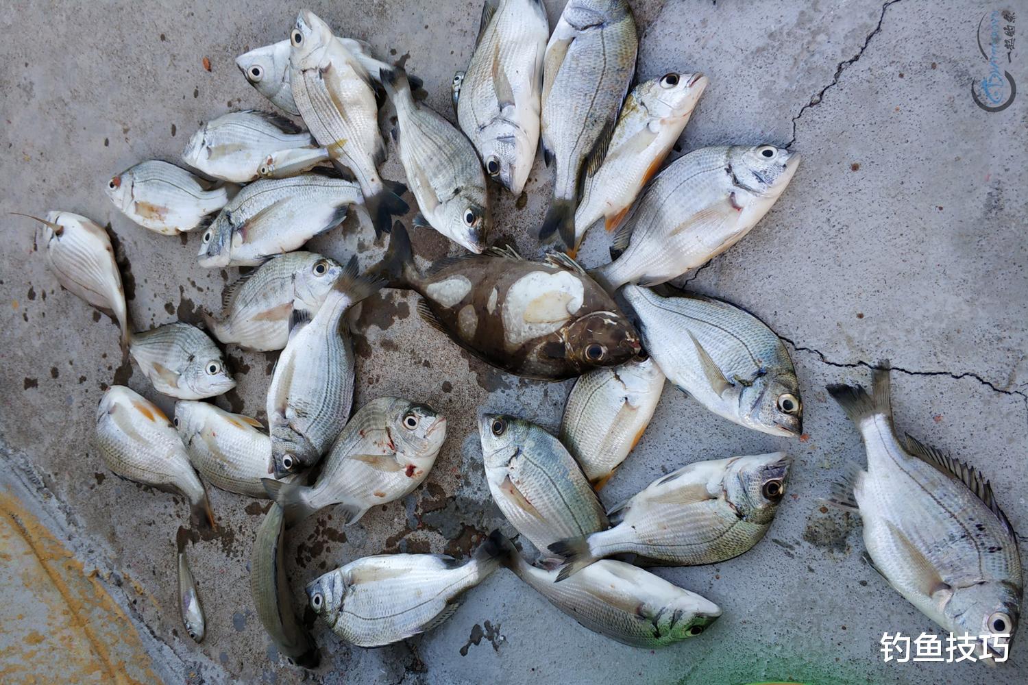 海钓|海钓诱鱼的4个要领,增加海钓鱼获的关键