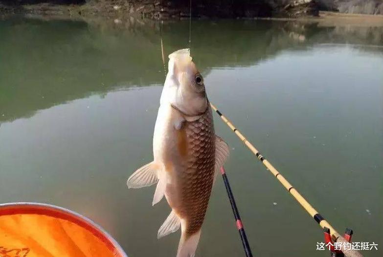 鲫鱼|子线用粗了真的没口吗？夏季钓鲫鱼你会用多粗的子线？宁细勿粗？