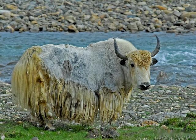 |藏族不吃鱼肉、满族不吃狗肉,汉族其实也有忌口,很多人却已淡忘