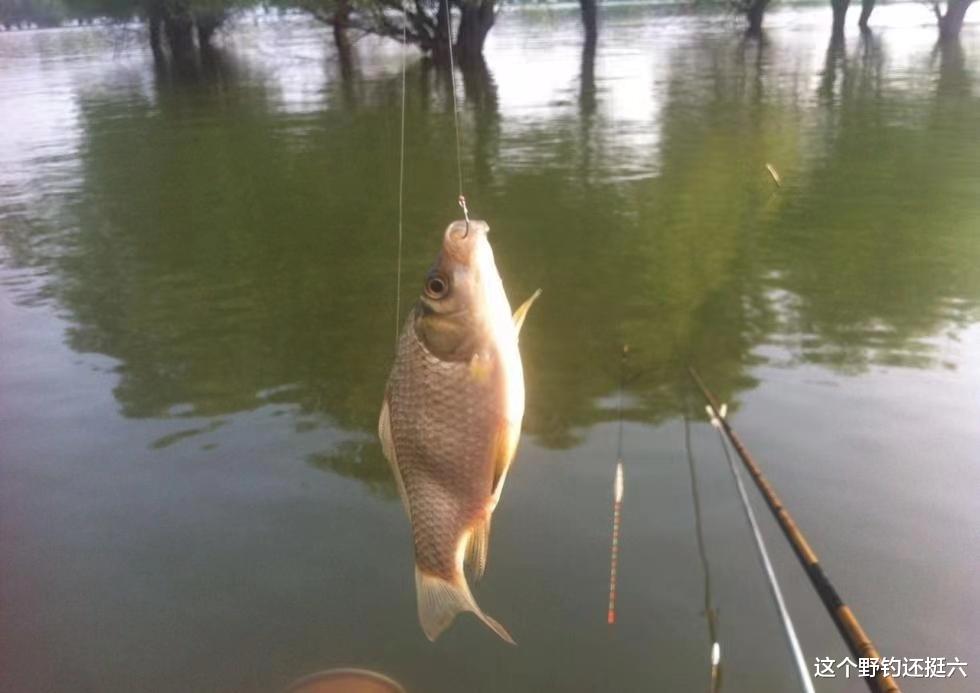 使用同样的饵料，为何钓友连竿自己没口？如何有效上鱼找回颜面？