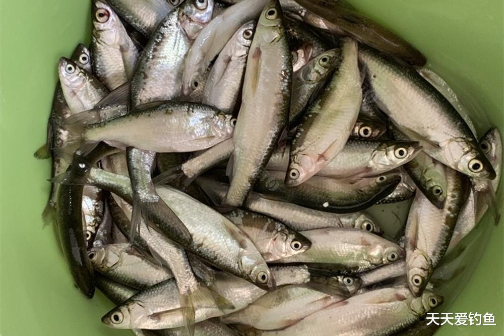 饵料|钓小鱼“无敌”方法,没有哪种是用饵料的
