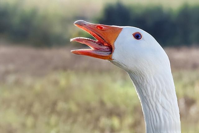 |鹅蛋为啥少有人吃?也很少有鹅蛋卖?我也是刚知道,真的涨知识了