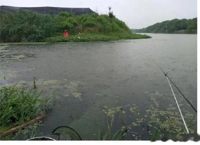 入伏|伏天到，鱼难钓！入伏后鱼就要这样钓，做到4点，渔获翻倍更容易