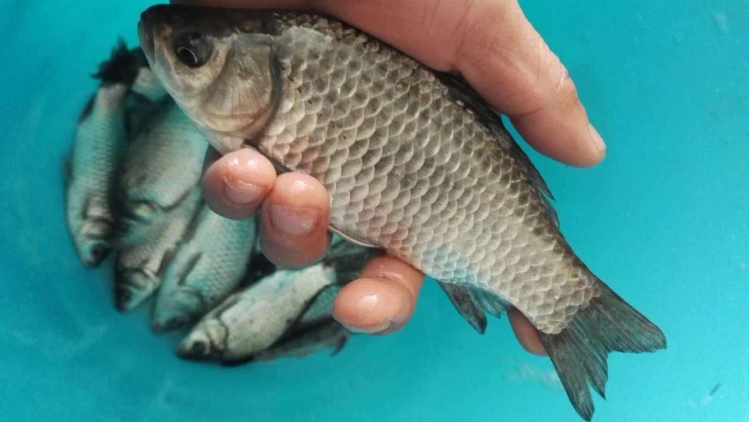 鲫鱼在深冬时的活动规律，白天和夜晚区别大