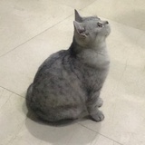 永远爱小舞