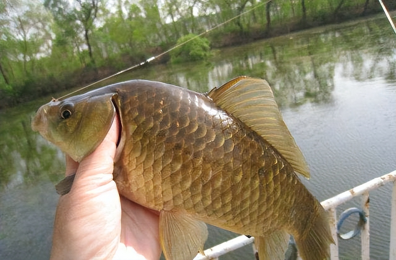 鲫鱼|春钓鲫鱼底钓长守无口,怎么打破僵局钓得渔获颇丰?