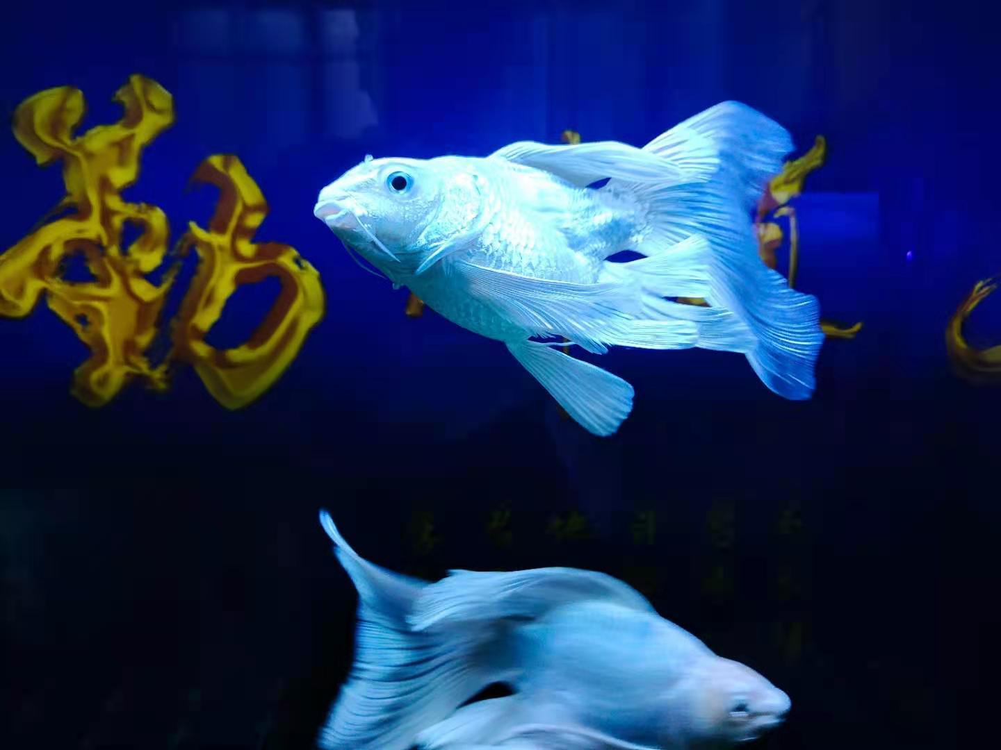 |养过几年的观赏鱼，为什么还出问题？之前的各种方法都不管用了？