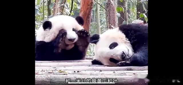 通过达克效应,透视汪小菲和大S婚姻关系的本质!