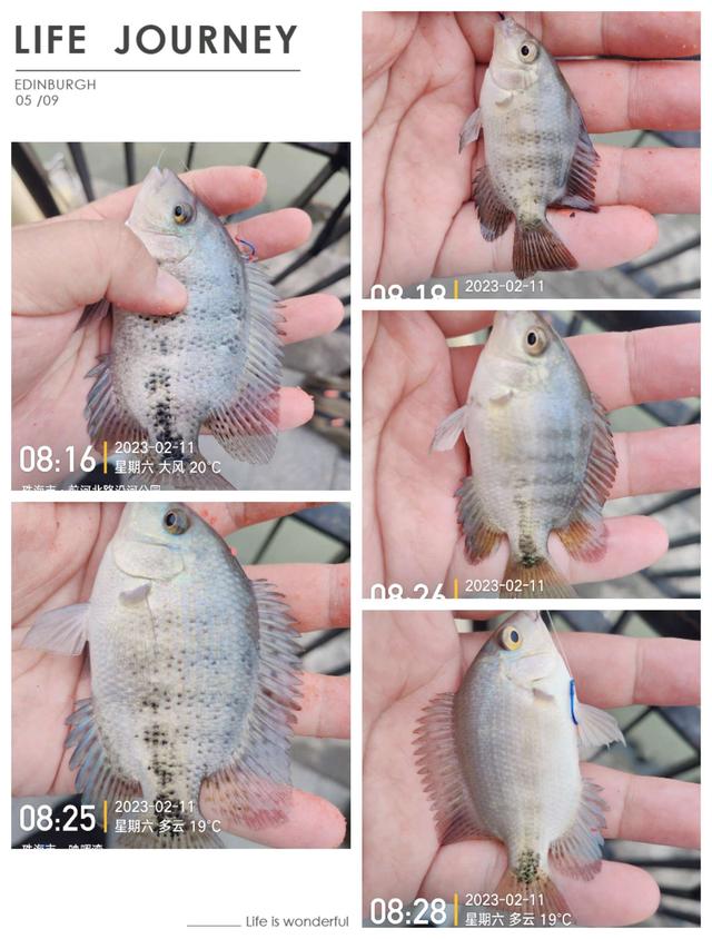 |浪急风高，大鱼偶得，罗非应接不暇