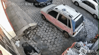 美容师 小土狗去洗澡，十秒钟被美容师亲了8次…给狗整拘谨了：你们正规吗？