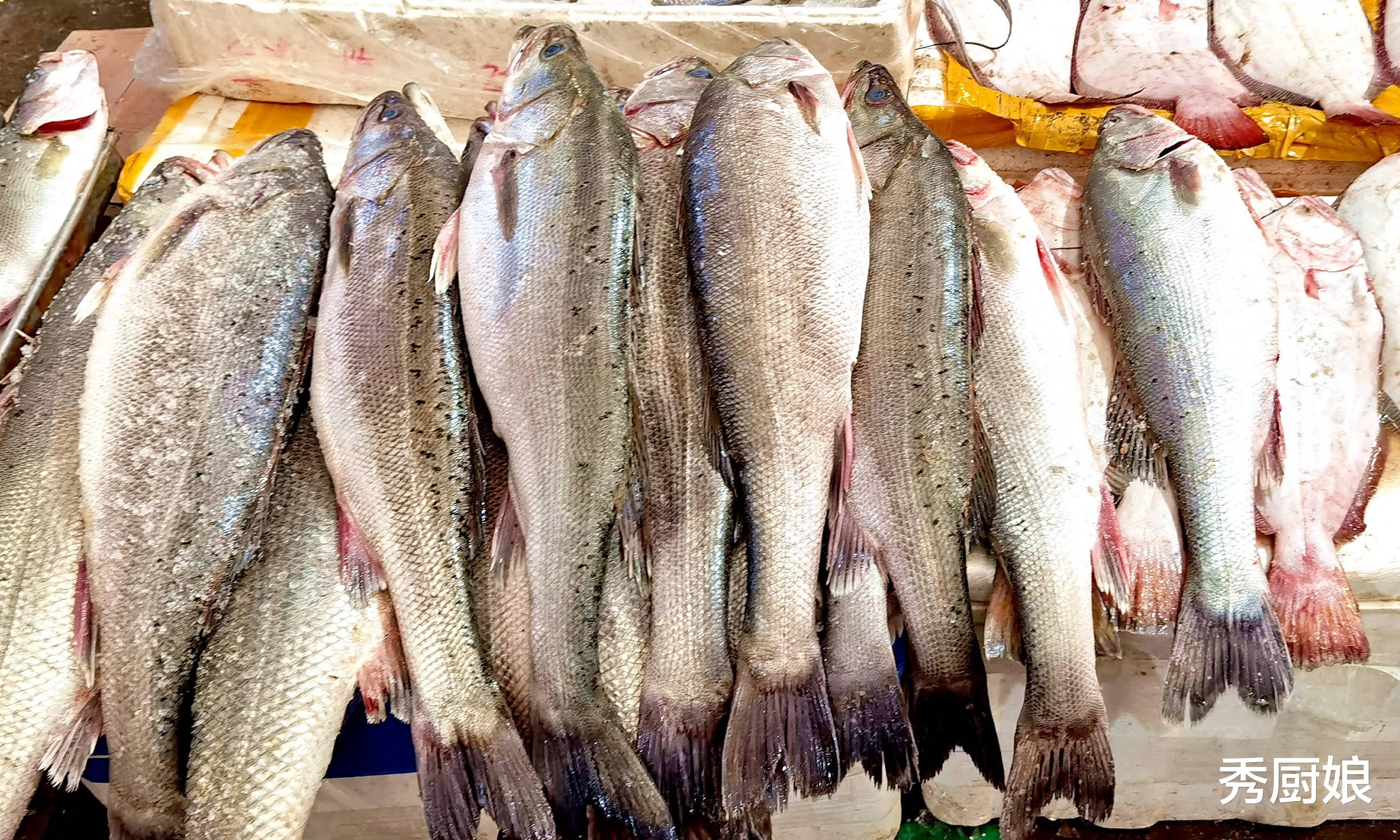 鲈鱼|买鲈鱼，挑“肚子鼓”还是“肚子瘪”的？口感差别大，别再买错了