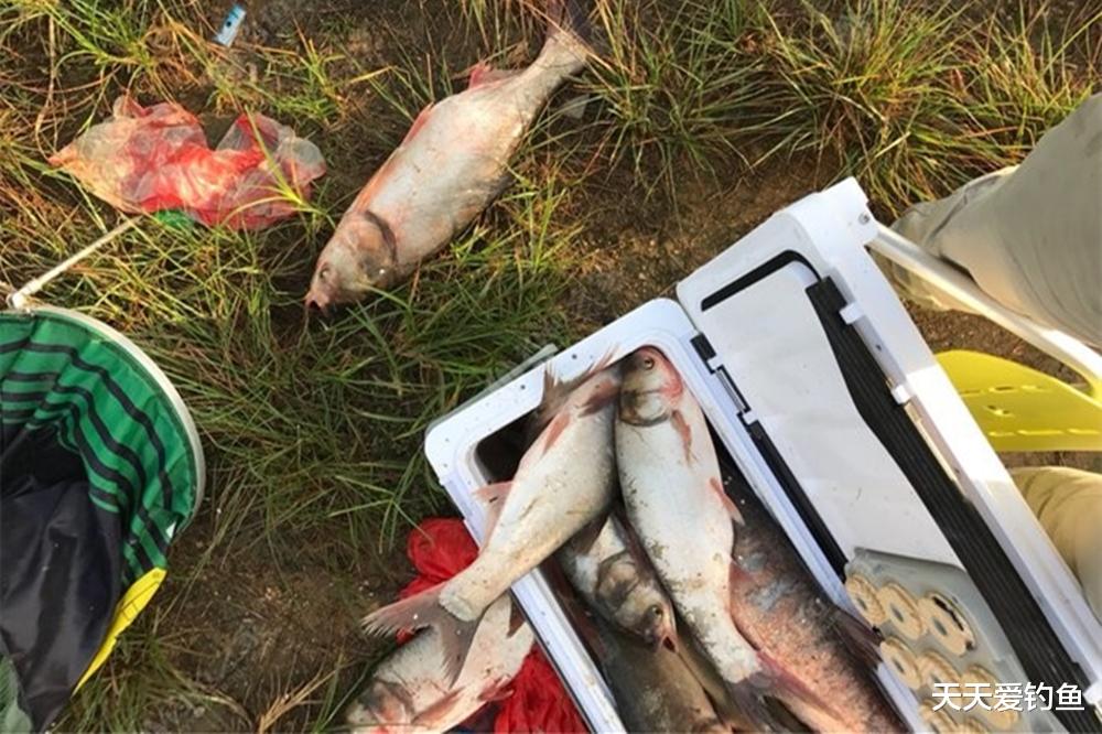 盛夏野钓鲢鳙，如何找准鱼层？这是连竿的关键