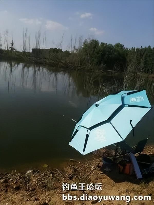 五龙河畔钓休闲,鲫鲤鲢鳙出水面