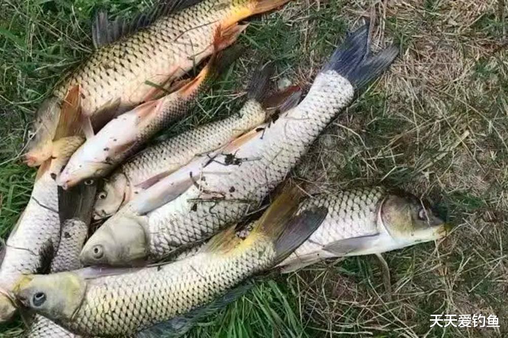 秋天野钓鲤鱼,用好这4大“绝技”,不愁钓不到鱼