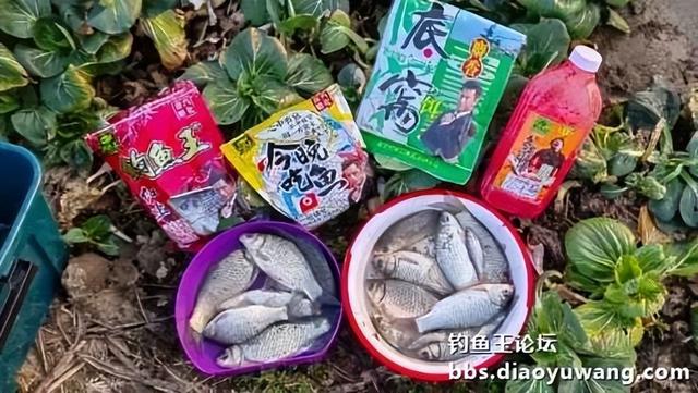 鲫鱼|春钓鲫鱼,超额完成任务,今晚吃鱼