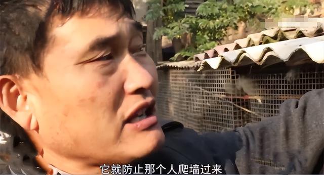 大衣哥是狠人！大门上安滚钉板，围墙上种仙人掌，粉丝们要小心