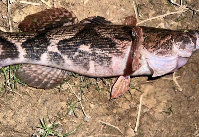 广西钓友水库夜钓,几小时钓获26斤笋壳鱼,价值过千元