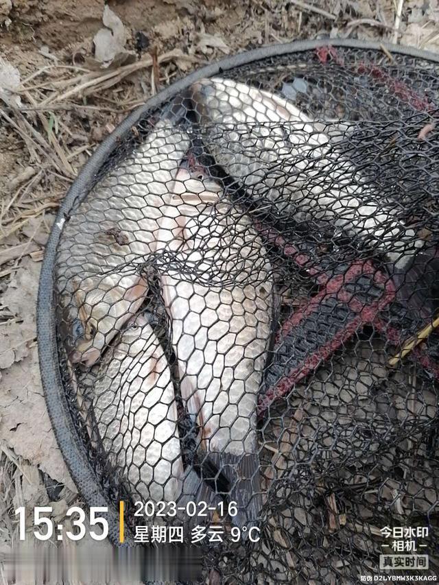 |舍远求近，连上两条大板鲫