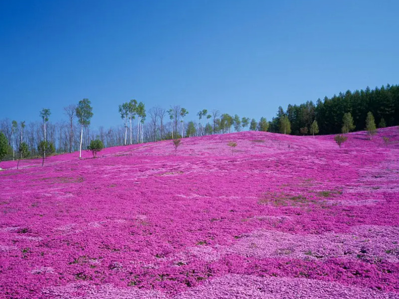 旅行|自驾游广州红粉佳人生态园，畅游风景，享受清凉