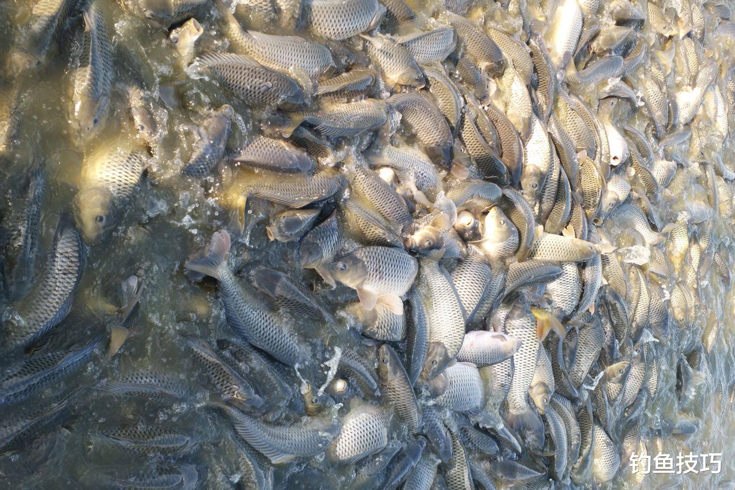 钓野生鱼和钓养殖鱼的5个区别,野钓和黑坑钓鱼的差异