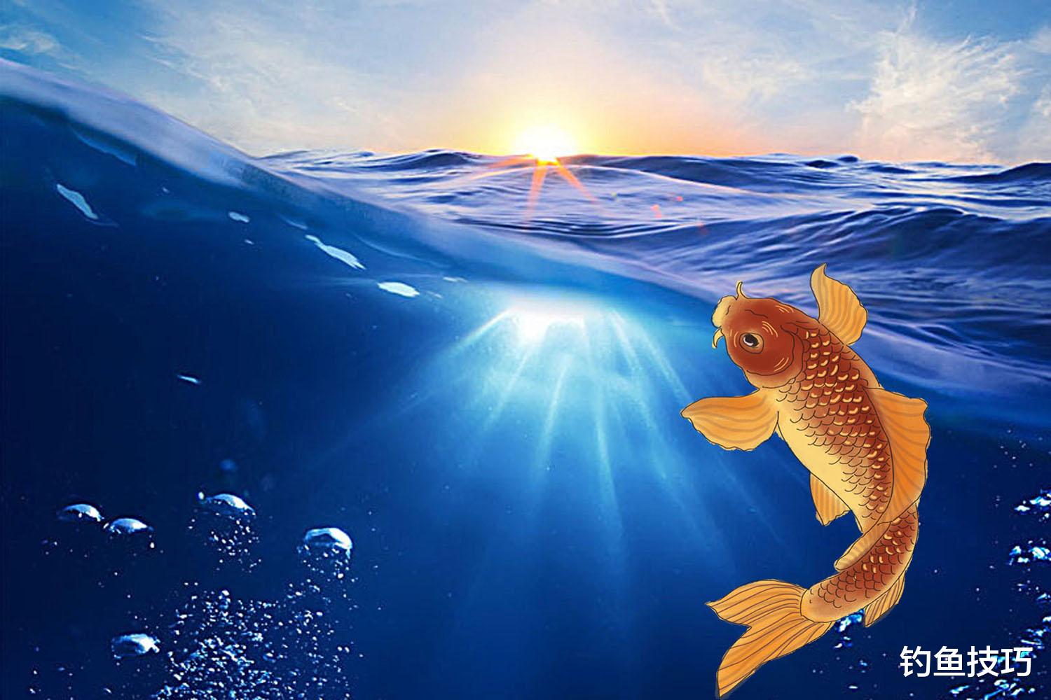 钓野生鱼和钓养殖鱼的5个区别,野钓和黑坑钓鱼的差异