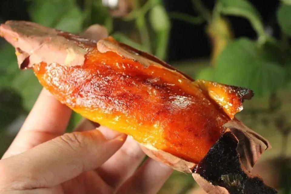 无氧运动|吃红薯有利于减肥?有些人吃红薯,为何却会越吃越胖?早点弄清楚