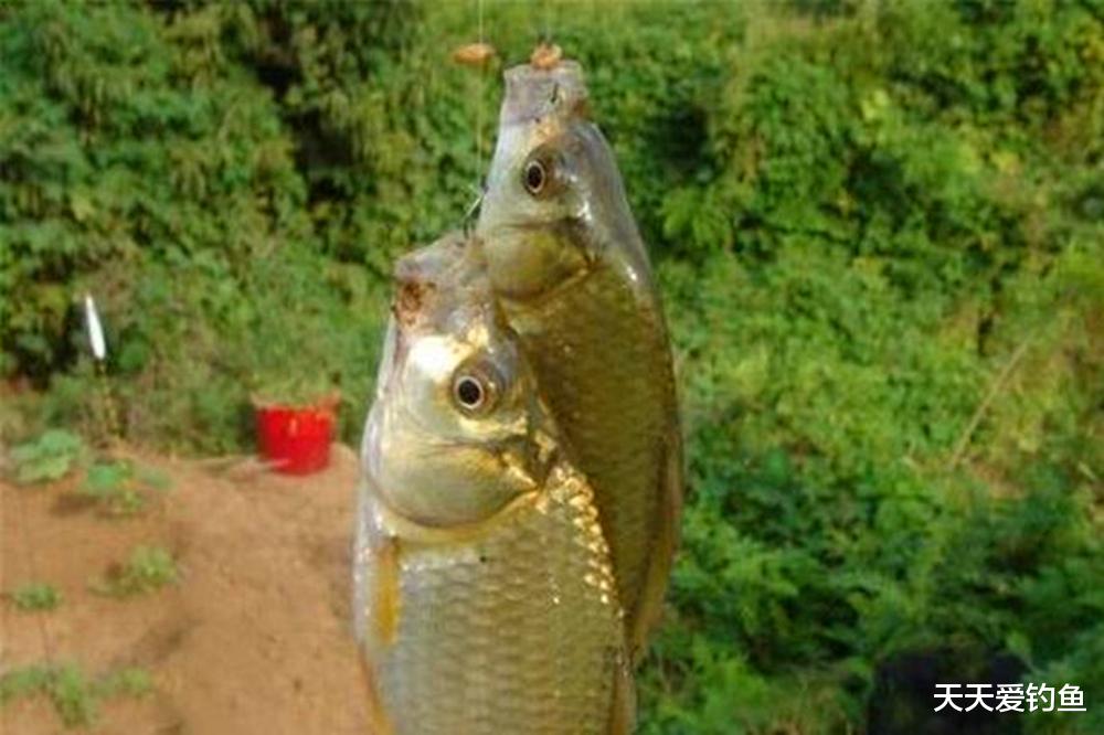 鲫鱼|夏天钓鲫鱼，4个招数出奇制胜，天然也能狂拉