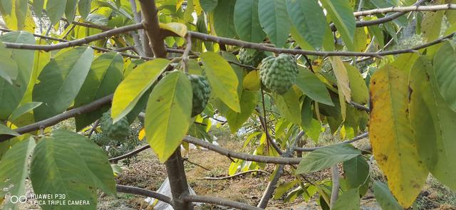 |钓虾农场作钓，酣畅淋漓擒巨物！
