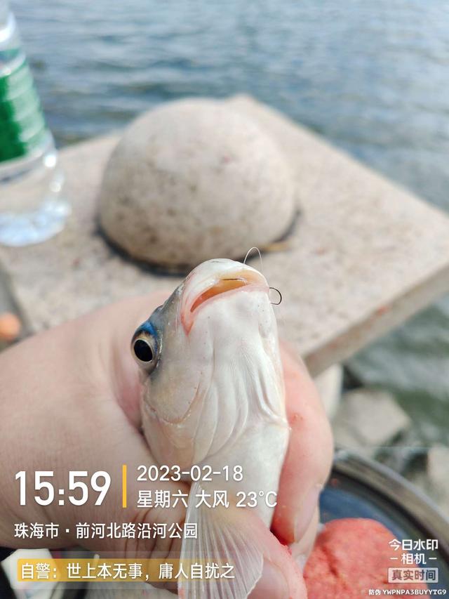 鳊鱼|今天是个好日子,用小钩鱼儿多多上,换大钩连竿大麦鲮