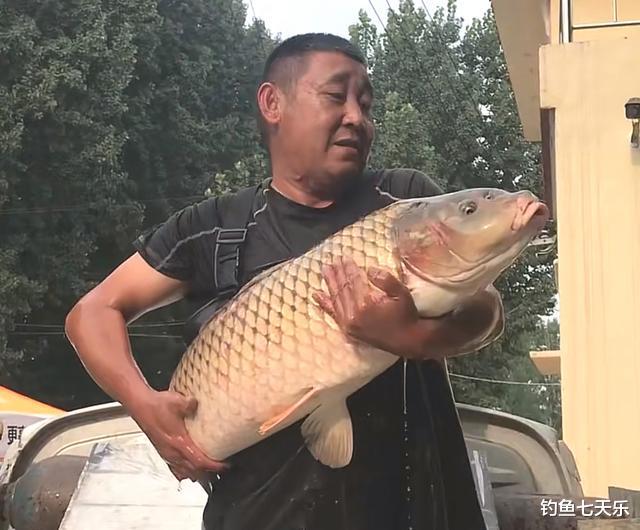 |黄河调沙水量达到小高峰，大鱼顺流而下，村民趁机捞鱼大赚一笔