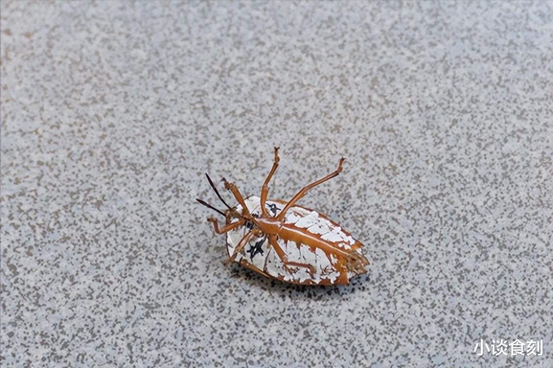 |农村“臭屁虫”泛滥,切记:遇到不要“拍打”,记得转告身边人