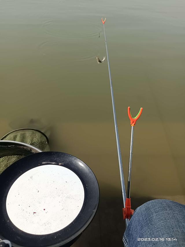 鲫鱼|阳光正正好，钓鱼再出发！