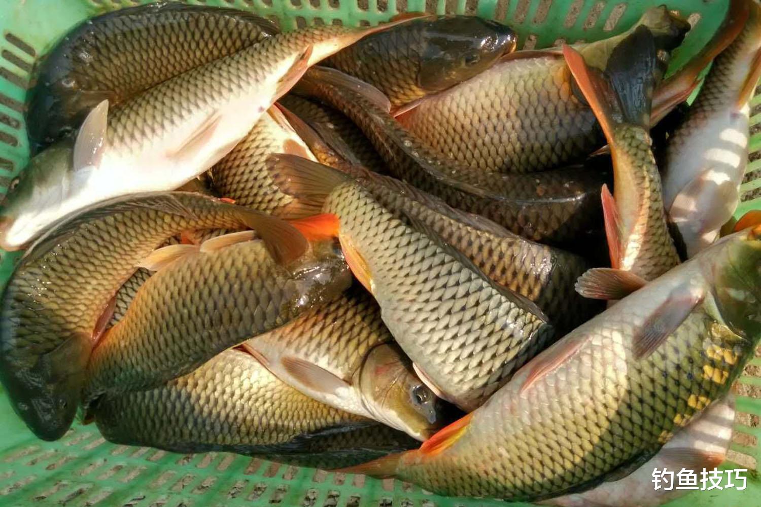 冬季钓鱼时给鱼促食的4种方法，简单又实用