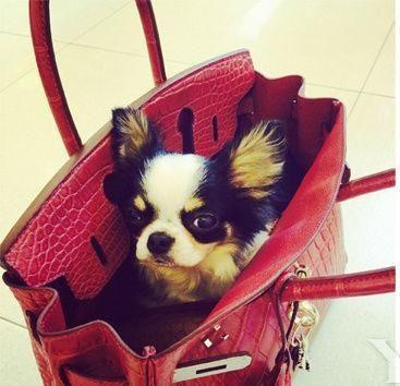 林心如|林心如,终于撕下“伪装”,为自己的“狂妄自大”付出了代价