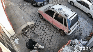 美容师 小土狗去洗澡，十秒钟被美容师亲了8次…给狗整拘谨了：你们正规吗？