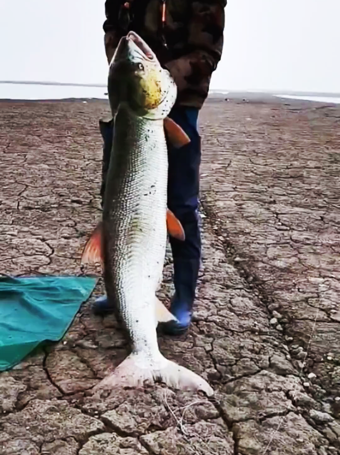 鳡鱼|87斤鳡鱼王出水! 巨型水老虎栽到铁板拟饵上, 网友却说: 赶快放生