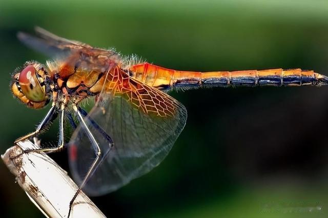 蚊子|1年吃掉3000只蚊子，8年才能长大，如今做成美食供不应求？