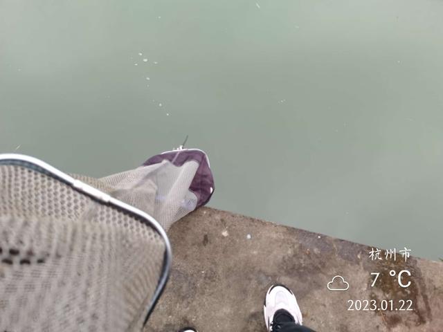 饵料|年初作钓雨绵绵，白条鳑鲏鲫翘连