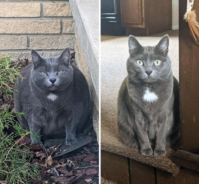 外国铲屎官晒自家猫猫减肥前后对比,每个可爱的小胖子都是潜力股!
