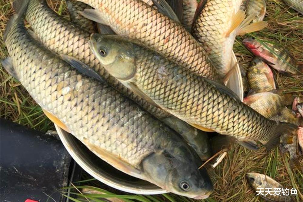 |夏季钓鱼,学会3个“万金油”招数,天热也能大鱼连竿