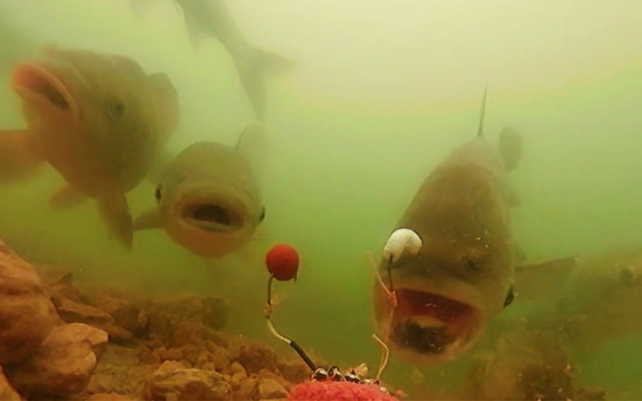 不是鱼难钓,而是你做的窝子不行,高手:只要有鱼就不愁渔获