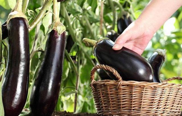 今天才知道,茄子不能随便吃?医生:这5类人,为了健康,要少碰