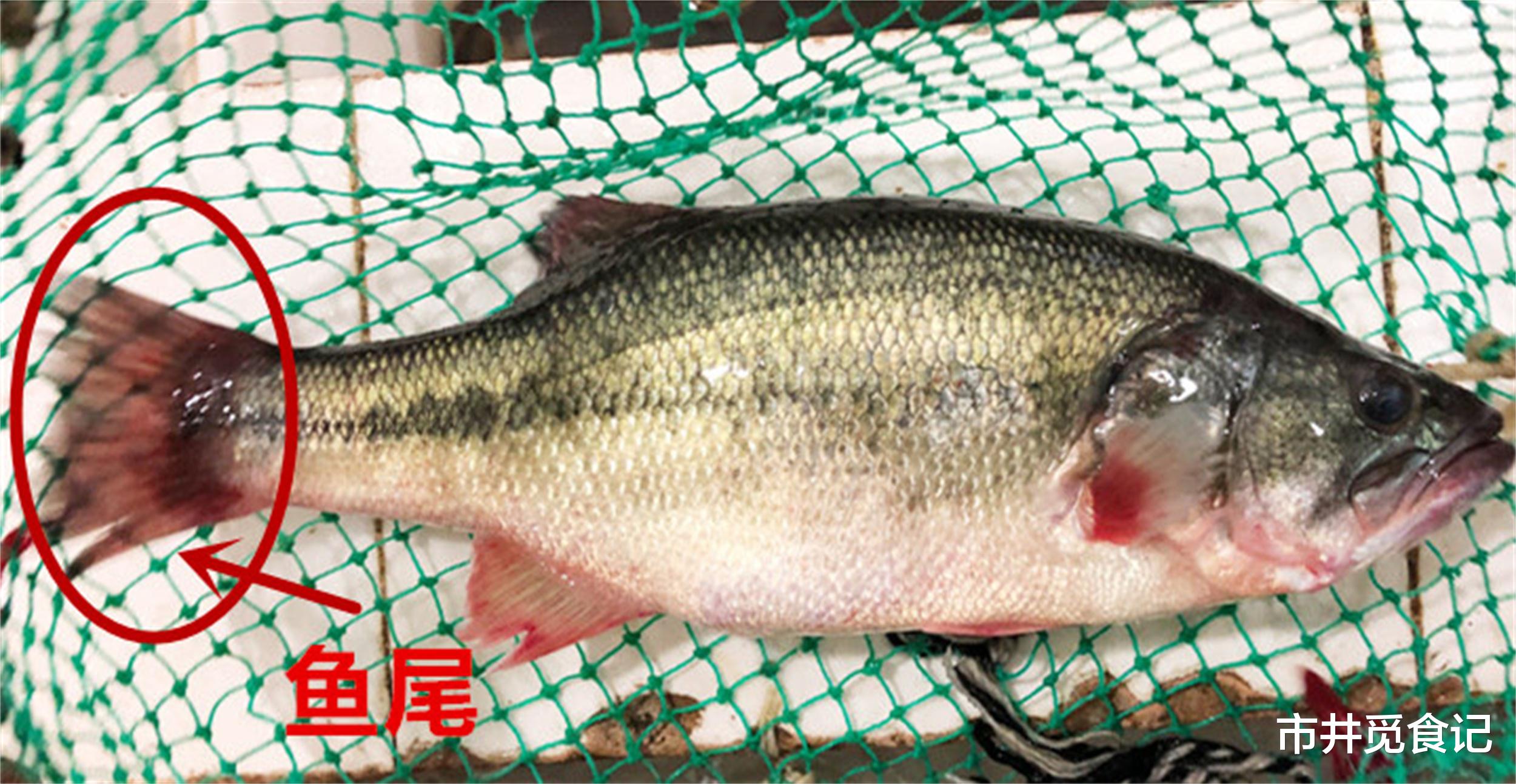 鲈鱼|买鲈鱼，要懂“海鲈”和“河鲈”的区别，差别不少，建议仔细了解