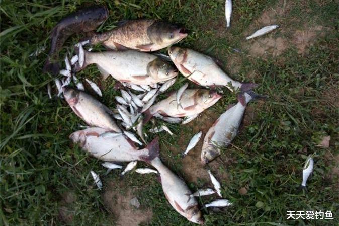 野钓鲢鳙,钓位满足4个要点,一准能连竿上鱼