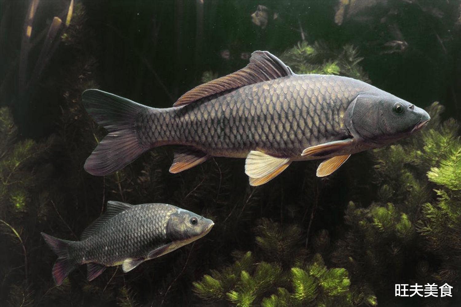 黄鳝|“入冬三分虚，冬补多吃鱼”，多吃这5种鱼，鲜嫩美味，润燥好过冬