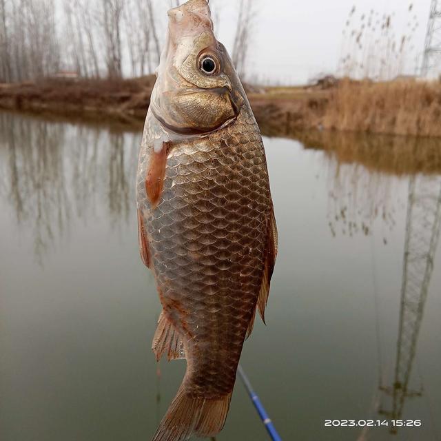 夜钓|打窝不费粮,分享一招试试看。
