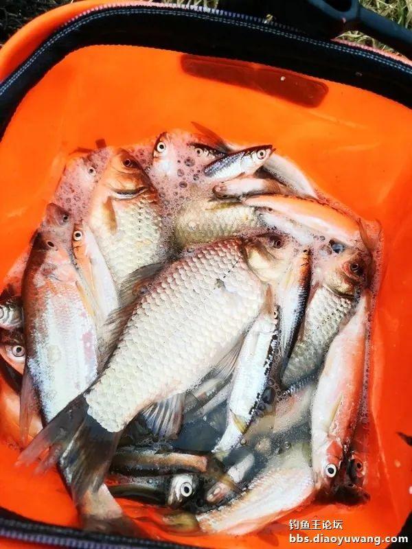 钓鱼|杂鱼钓尽鲫始来
