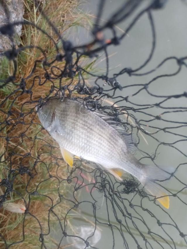 突击|降温前的收获！突击3号钓鱼基地