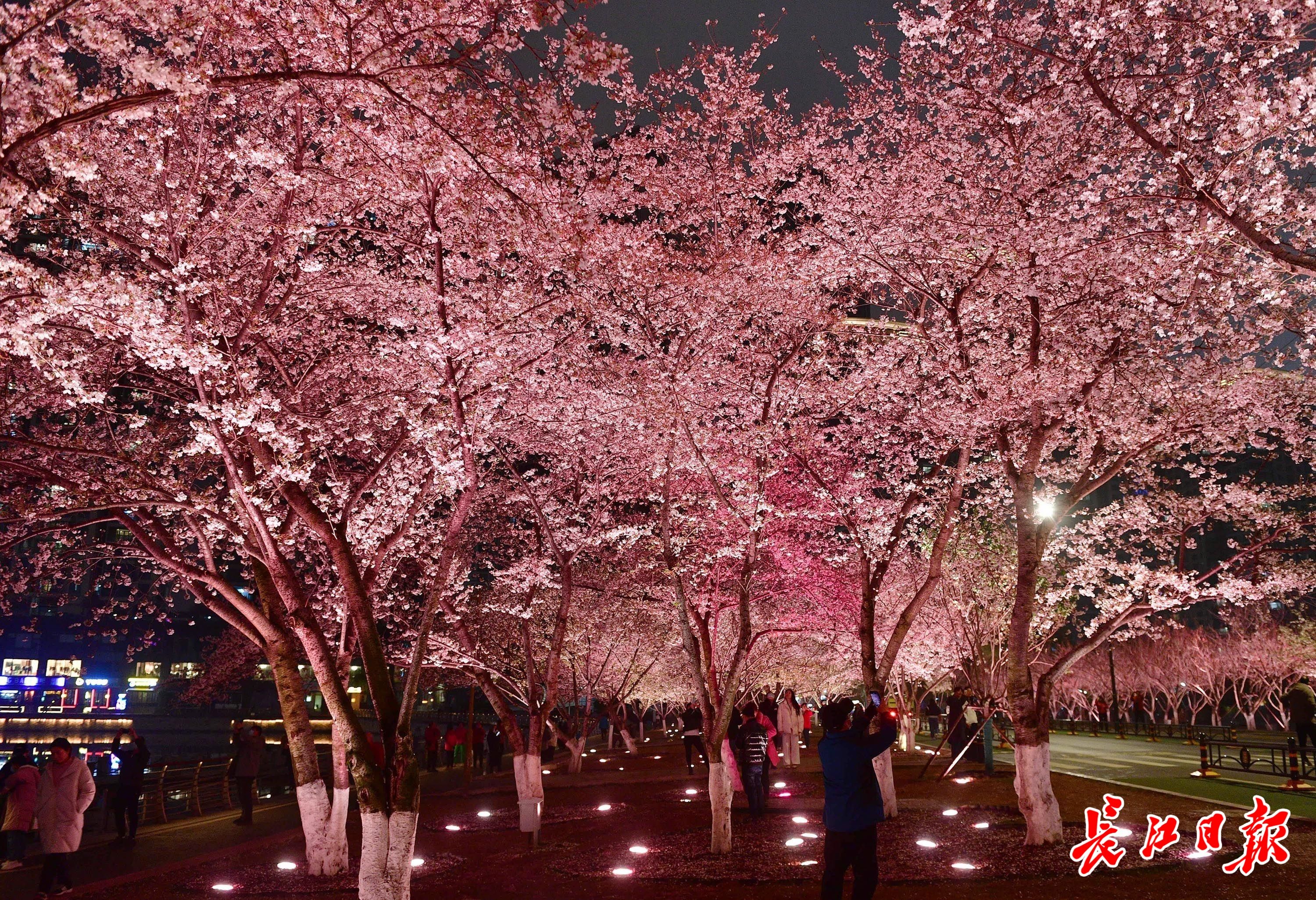 南京|西北湖畔夜赏樱